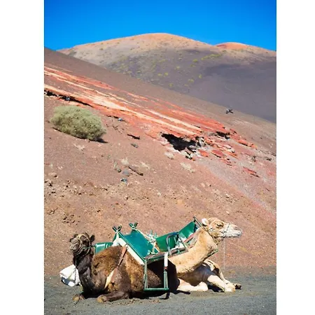 Alegranza Puerto del Carmen (Lanzarote)